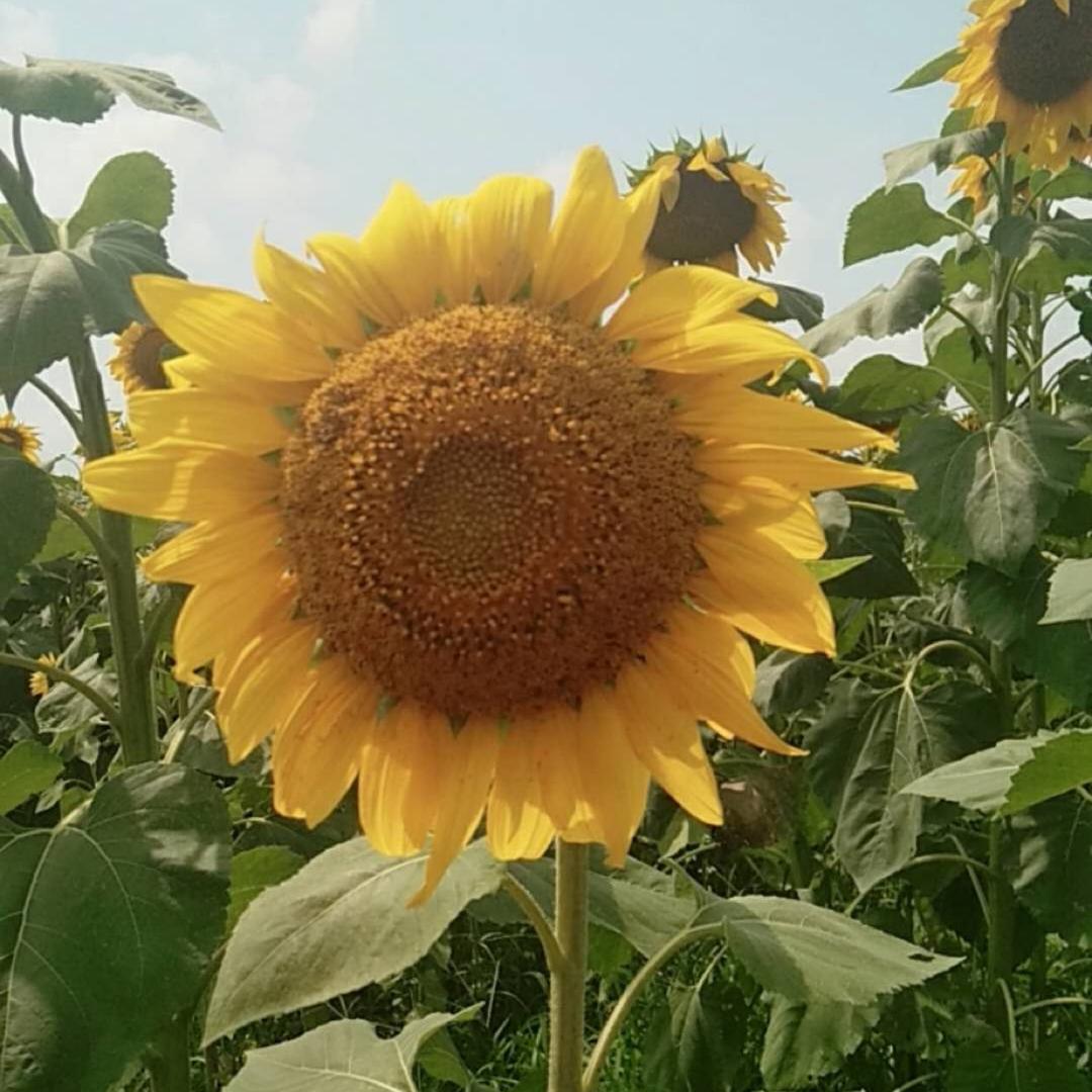 慧慧