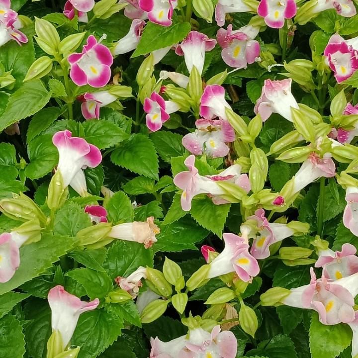 豫南农机修理流动电焊