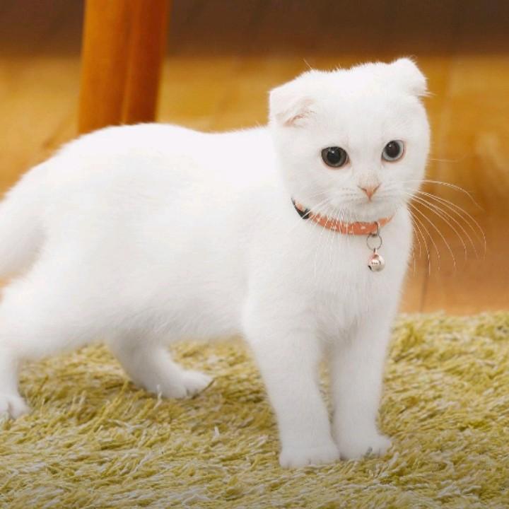 孤海未蓝