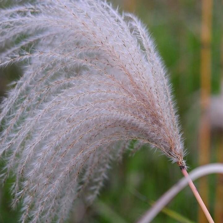 芦苇花