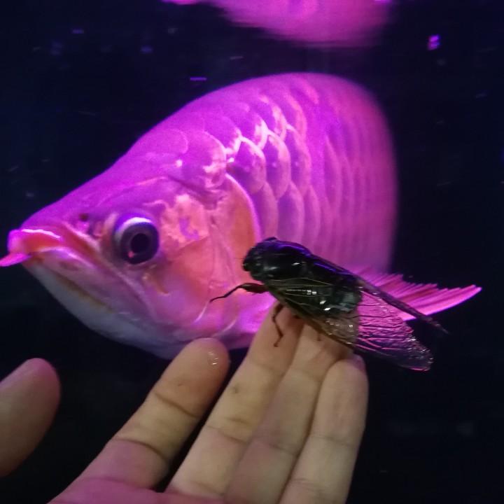 鲜肉大叔