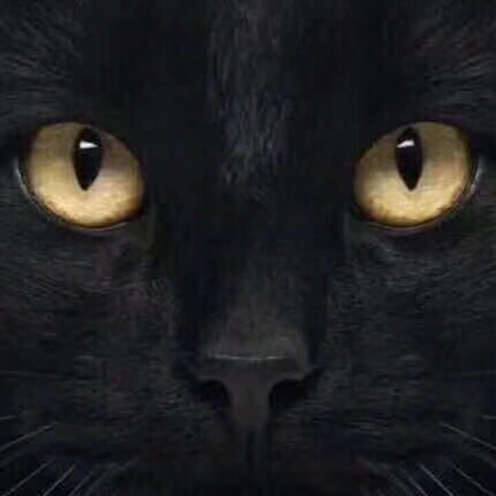 潮汕成格猫1331