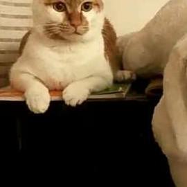 杨家大千金~皮球猫