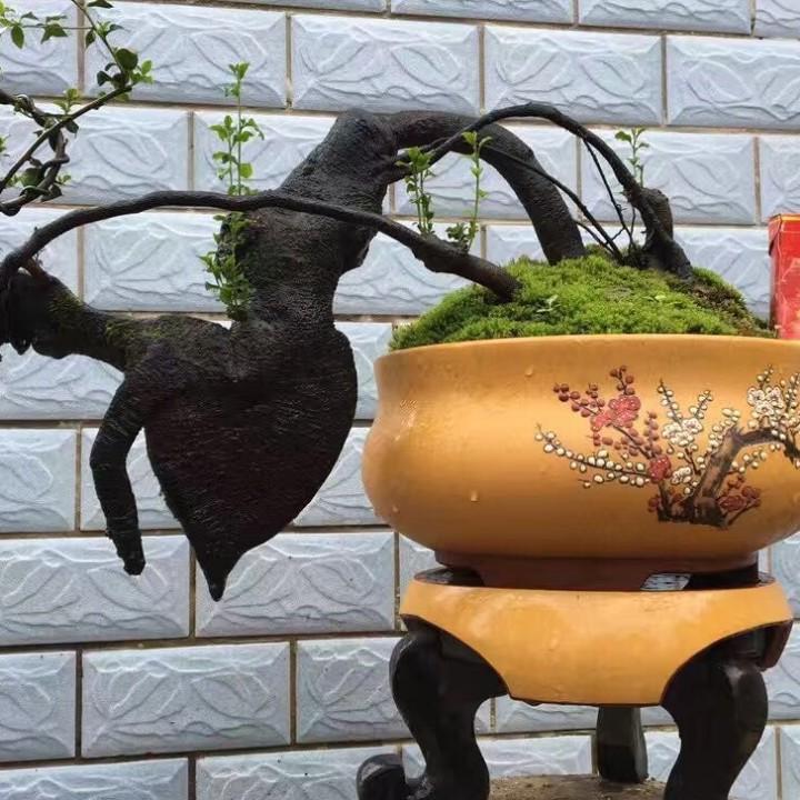 璧山区冷氏苗木种植场