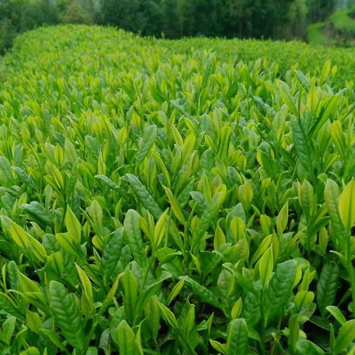 南华岩茶厂