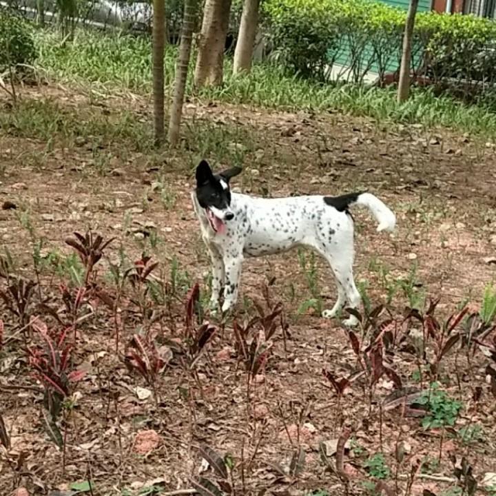 軍军