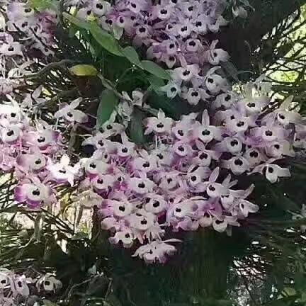 小琴