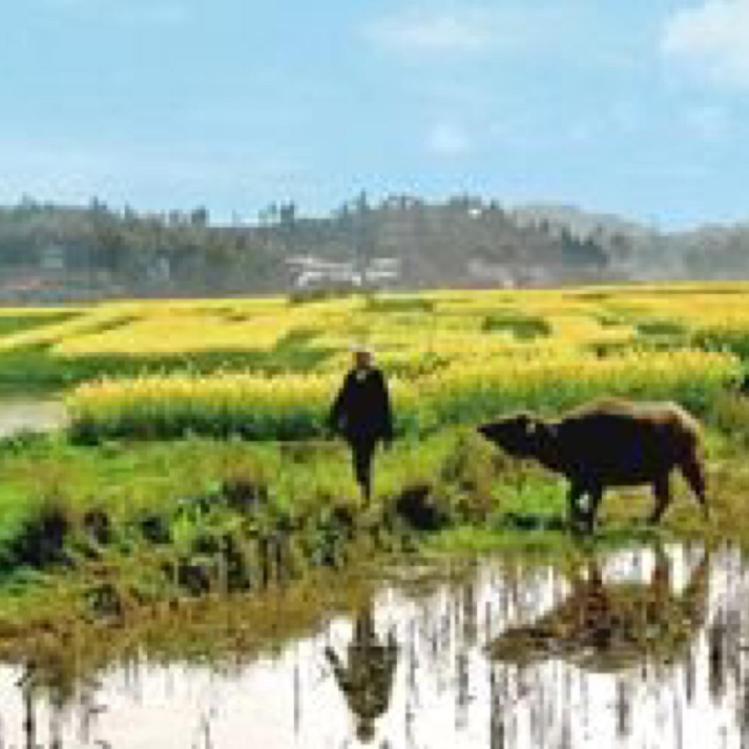 农夫👨‍🌾