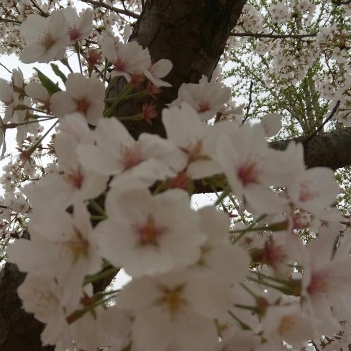 雨吻梅