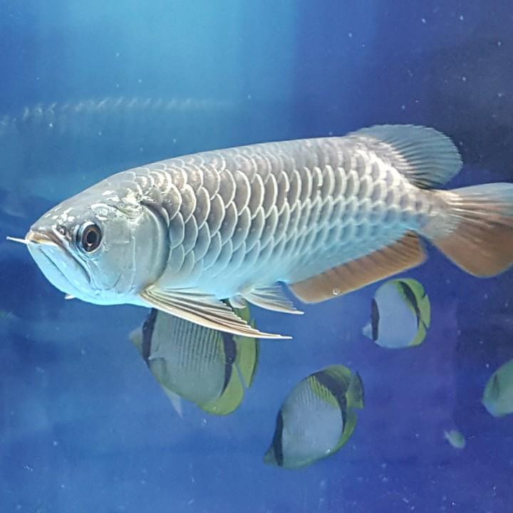 龙茶滋味