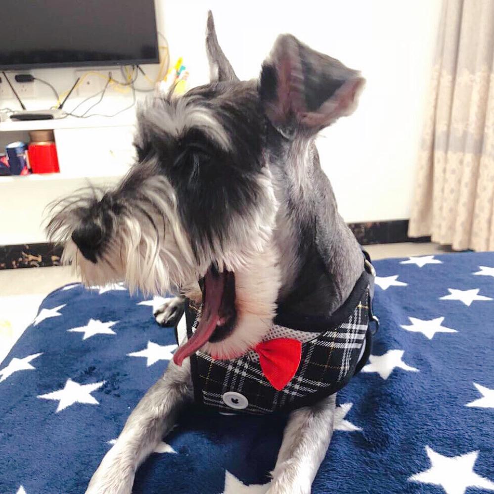 橘子🐶（助理）
