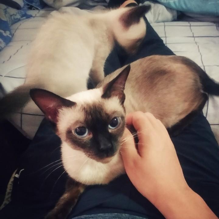 🐈十项全能铲屎官