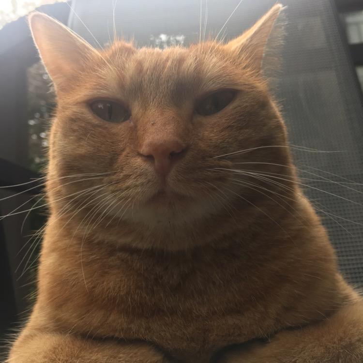 大花猫🐈