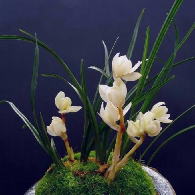 逼着放弃最痛苦