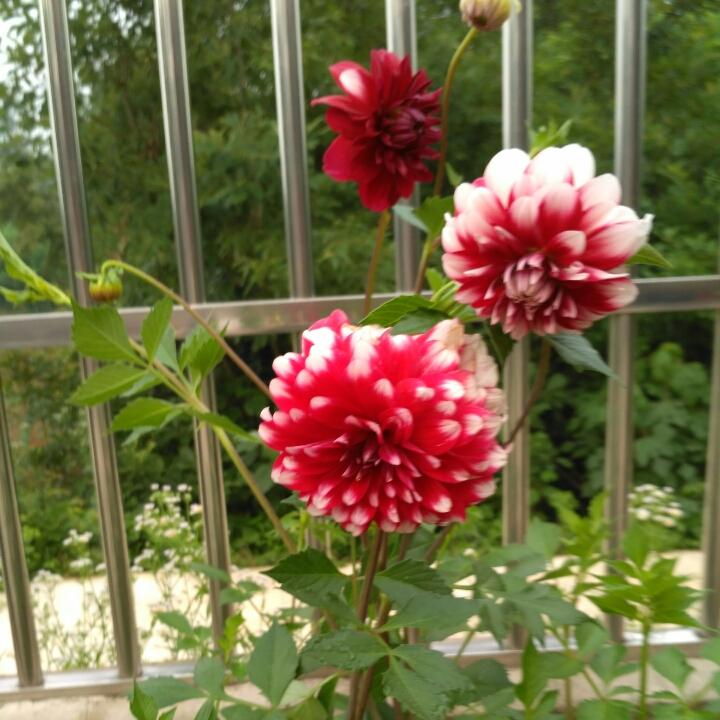 开心一刻🌹🌹🌹