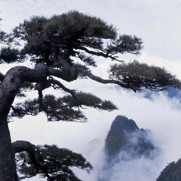 四明风和