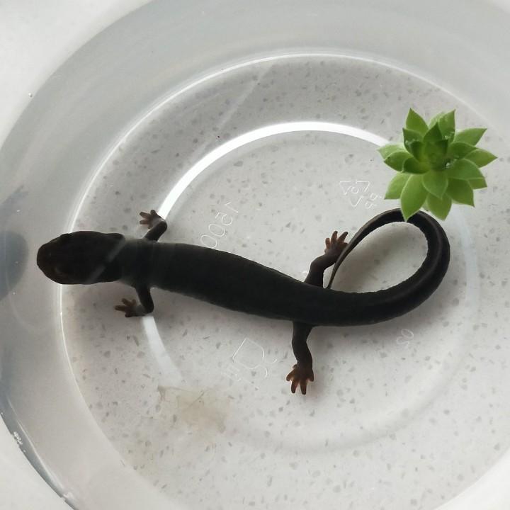 行走江湖