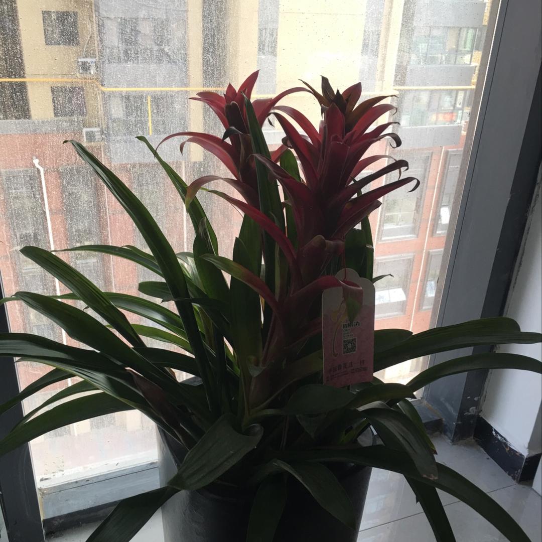 龍一