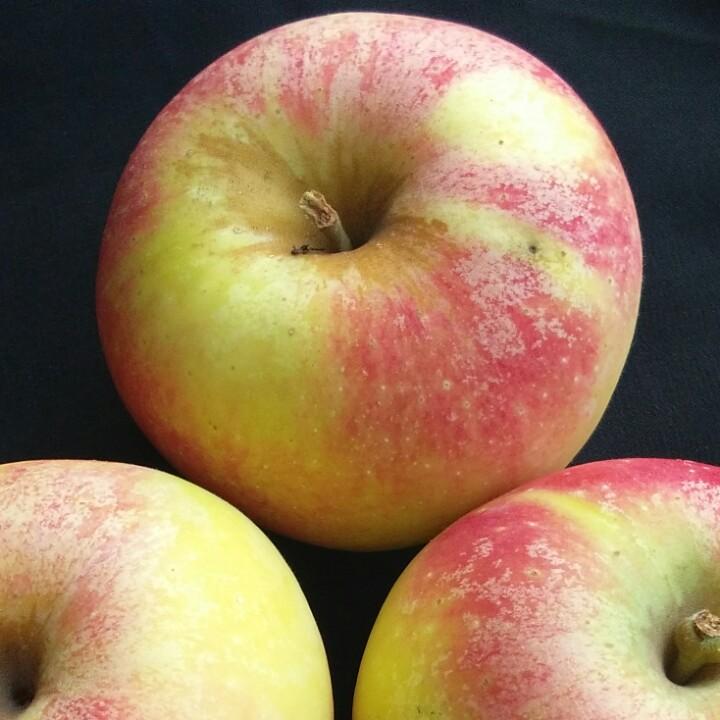明天