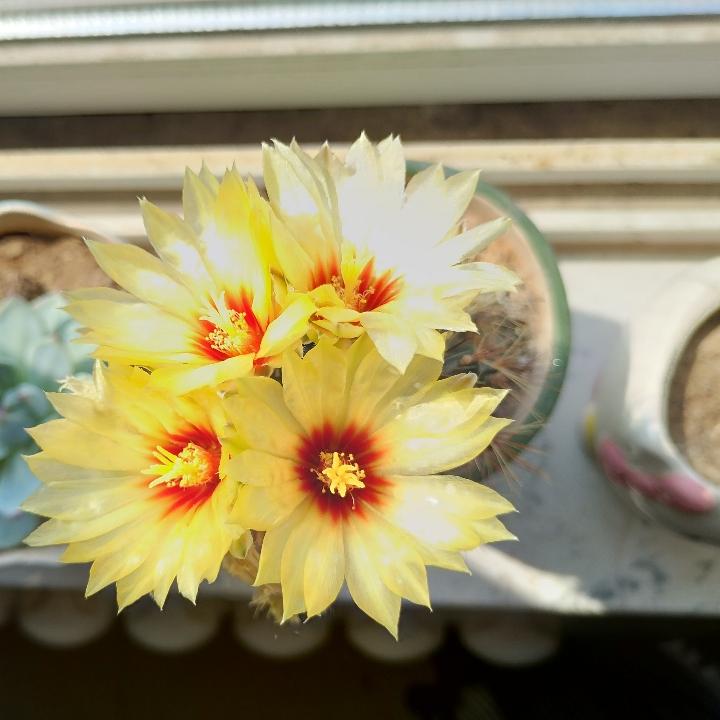 芹菜