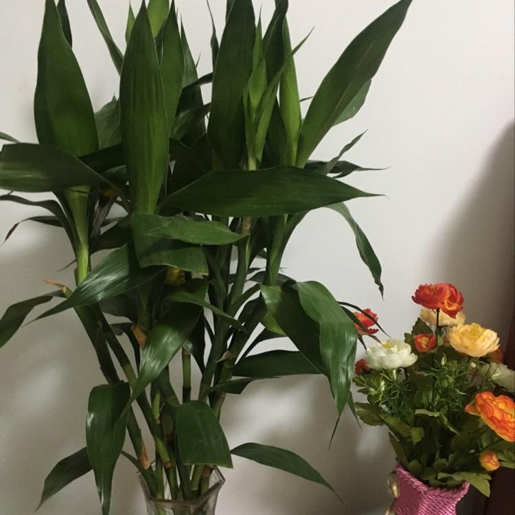 范范