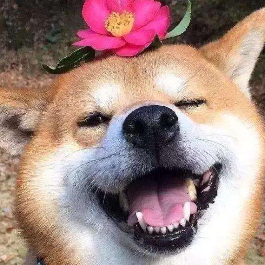 🌸。