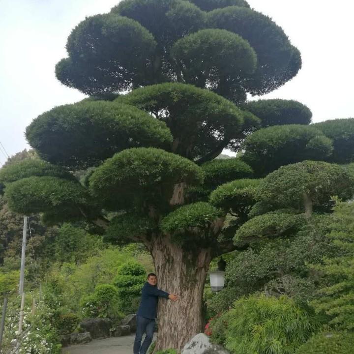 碧风苗木（玉军花木）