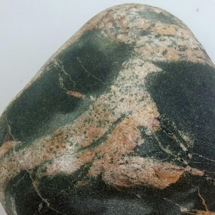 和平鸽