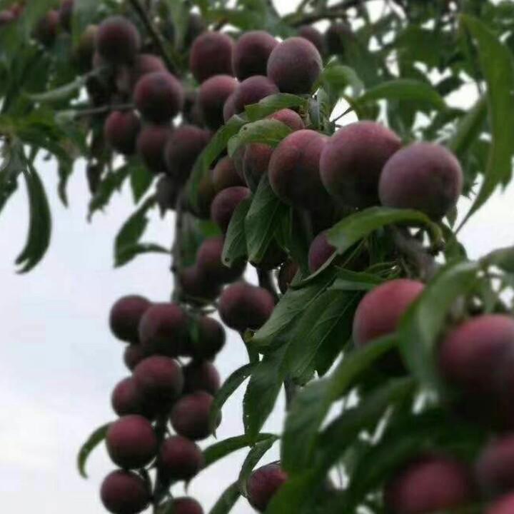 真心诚意