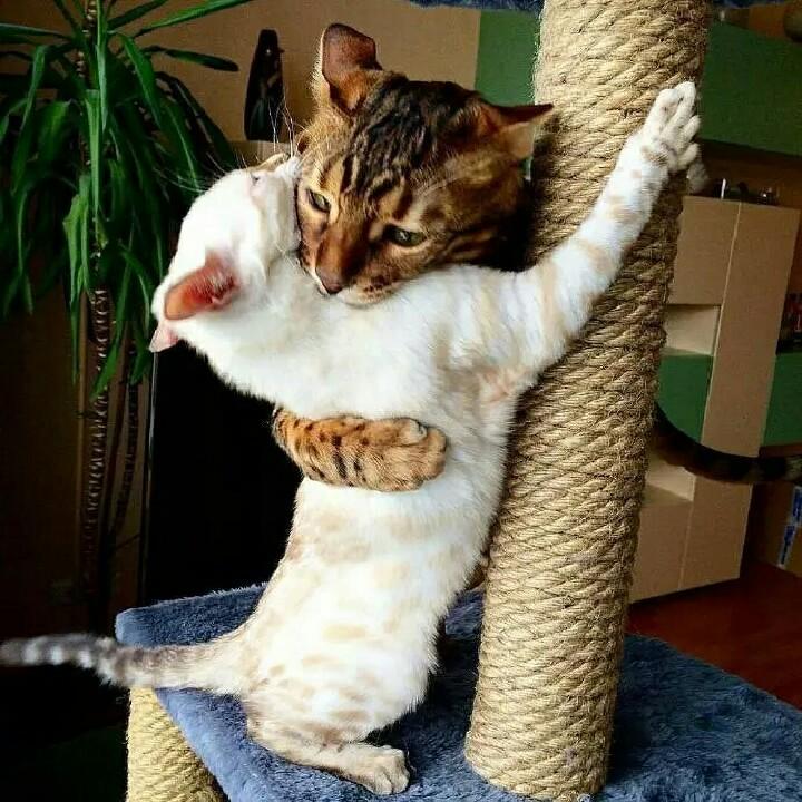 被猹丝血反杀的闰土