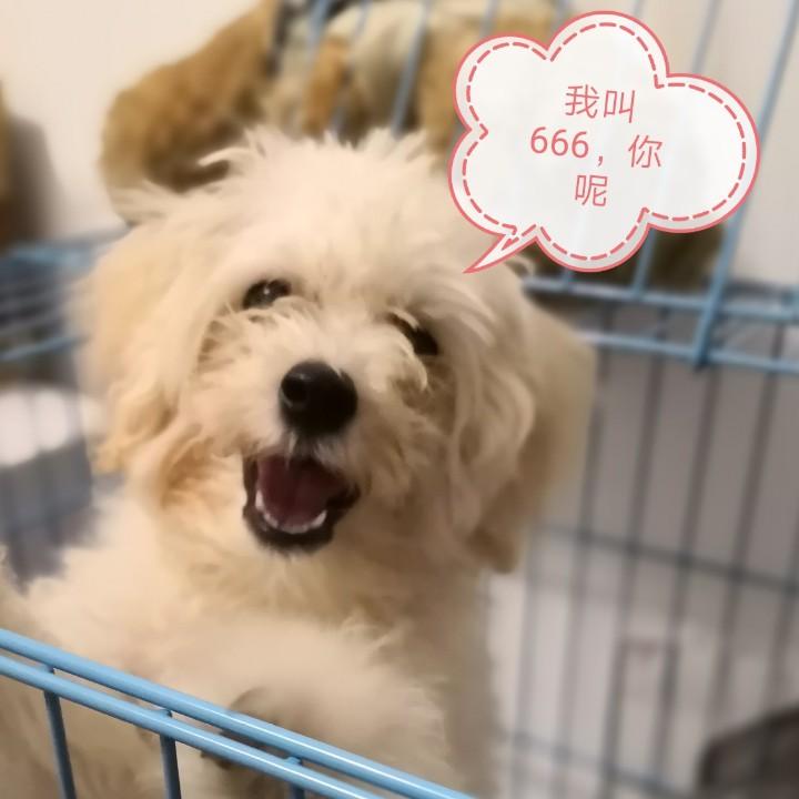 豆包是只猫