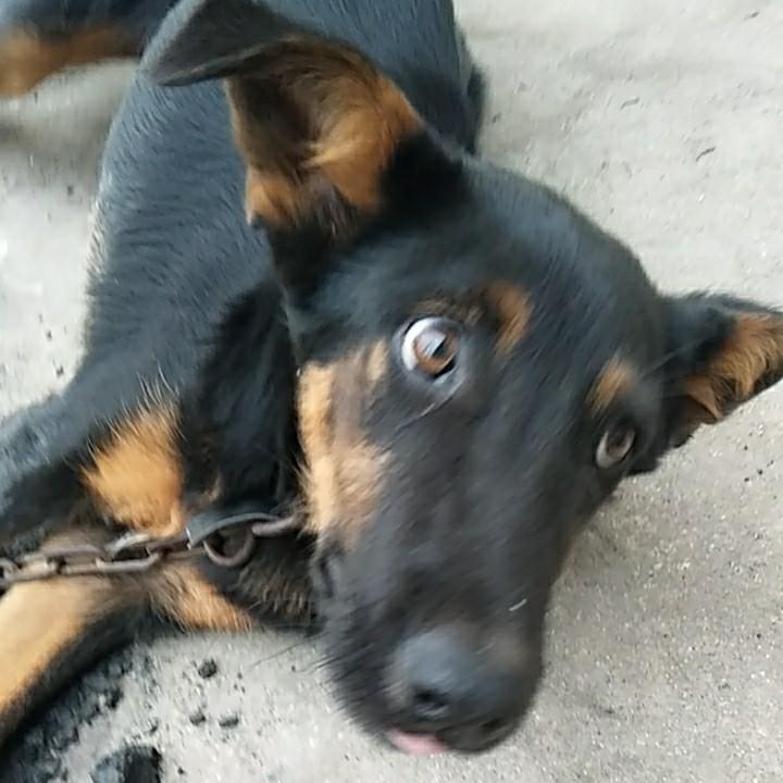 雅诗累(