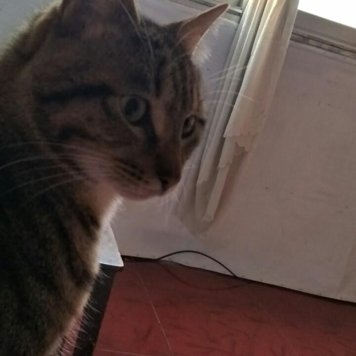 凤舞