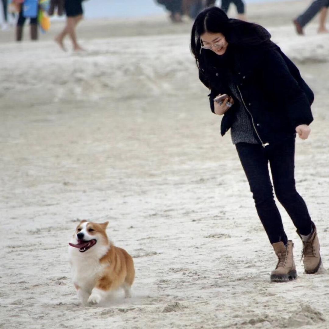 昭君是只柯基🥕。