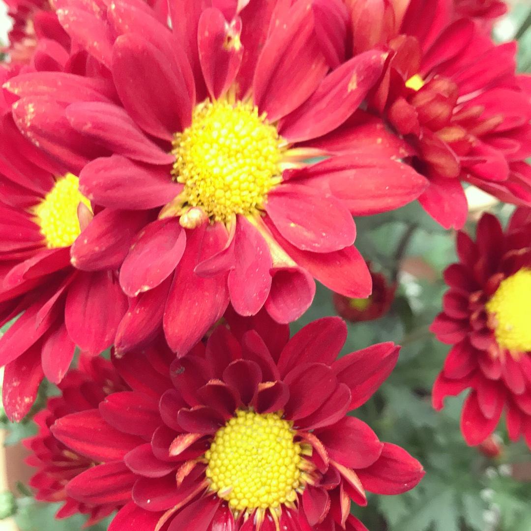 妙花