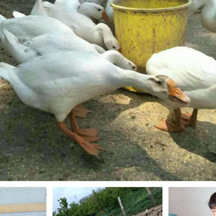 红浩养殖厂