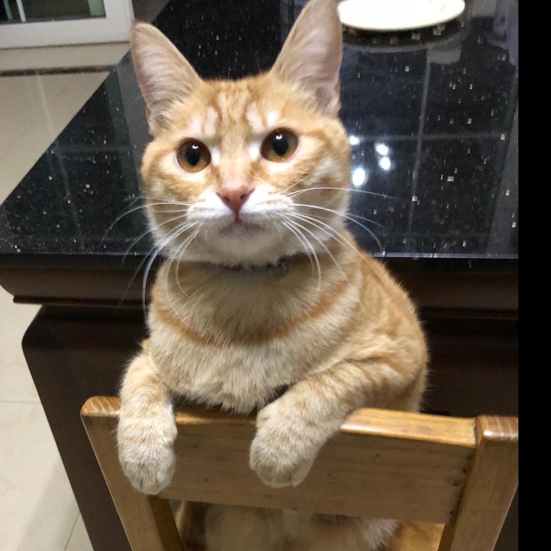 小坏猫