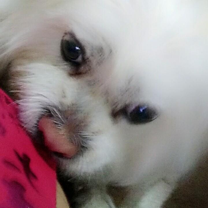 成公