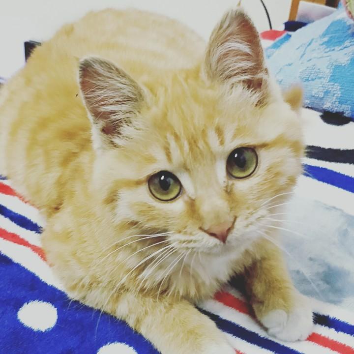 Hope miaomiao