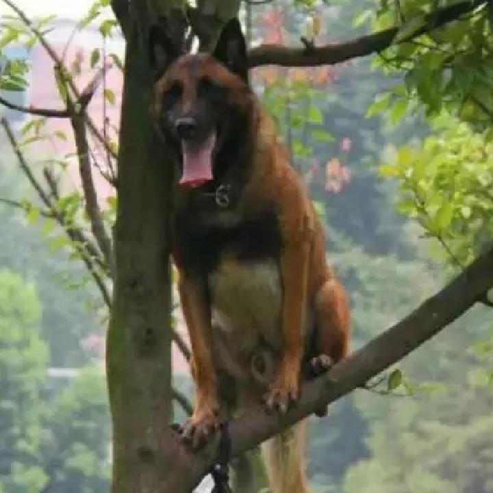 洪阳与猎豹