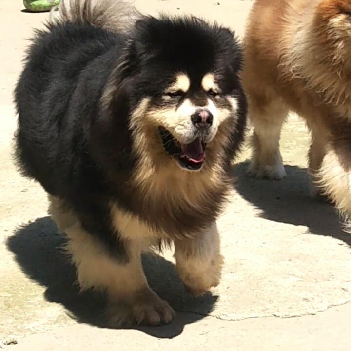 啤酒阿拉斯加犬舍