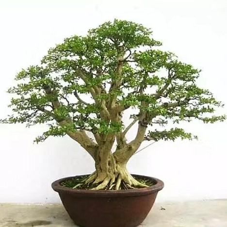 烟火