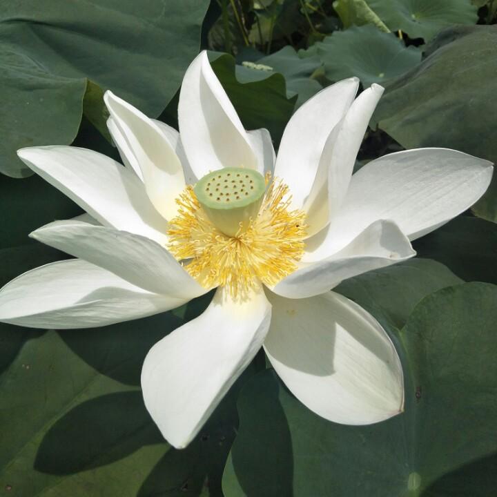 无★名