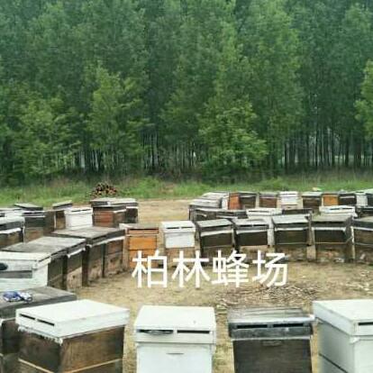 在那花开的地方