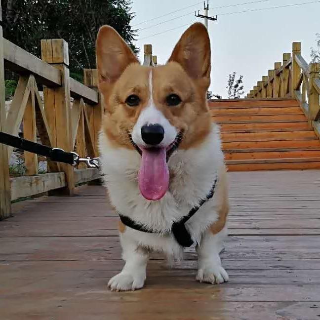 临淄小李犬舍