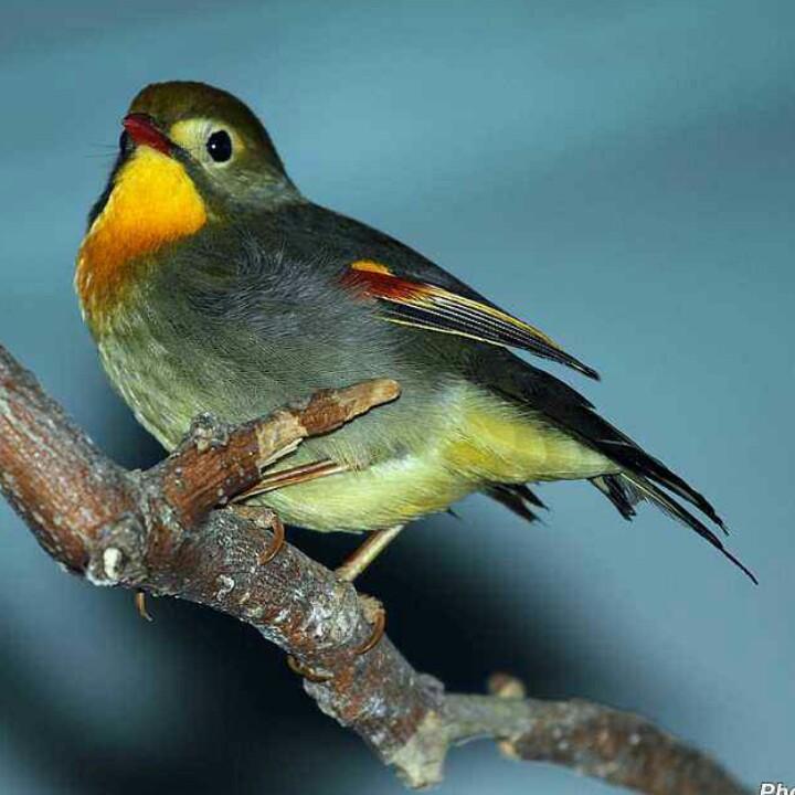 百灵鸟