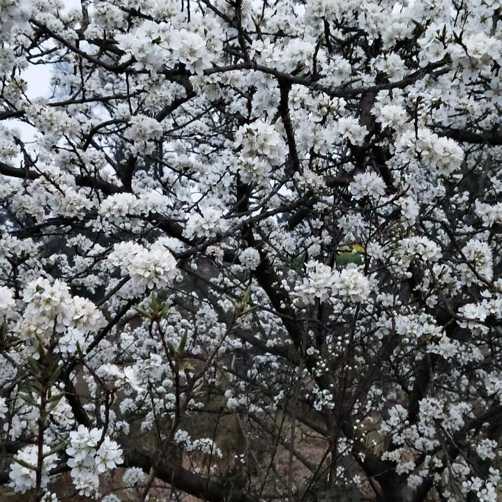 晓汲清风