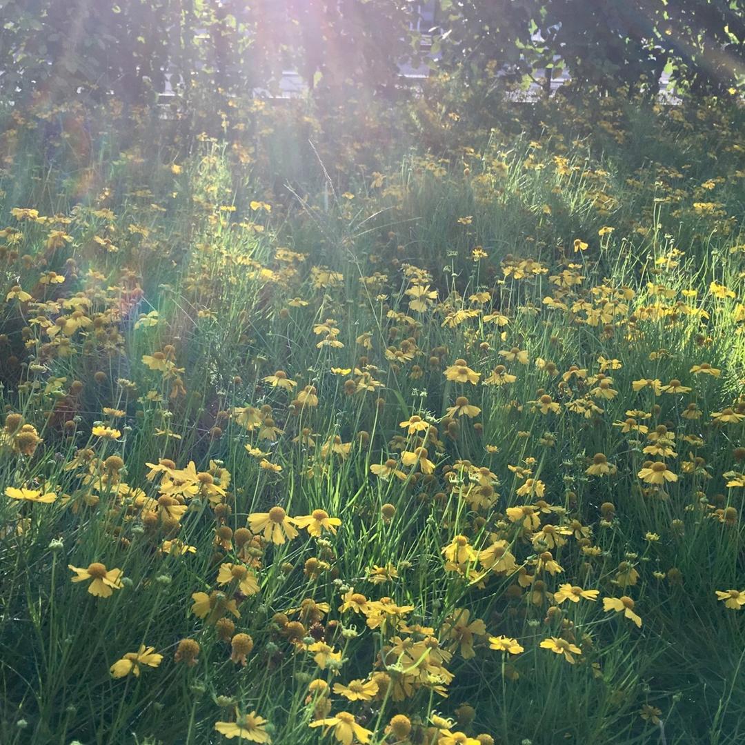 一缕阳光☀️