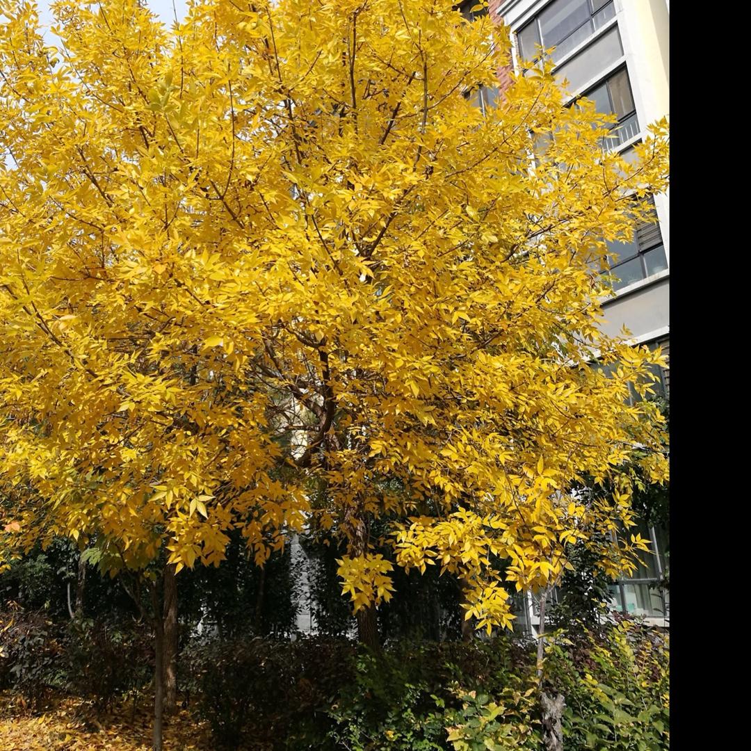 鼎鼎用户1009356361263