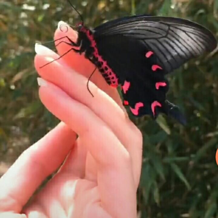 🌟桑 姆 🌟